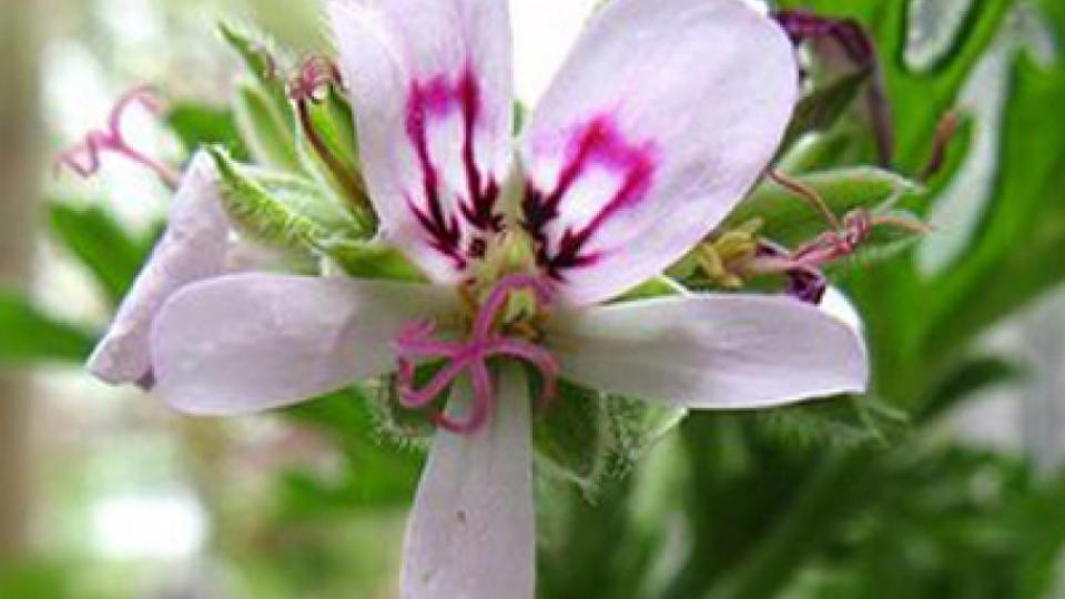 Λουΐζα (Aloizia Ή Lippia Citriodora). Δείτε Γιατί Είναι Ανάρπαστη Στη Μαγειρική!