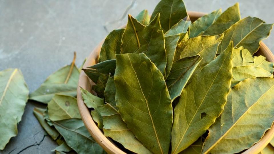 ΦΥΛΛΑ ΔΑΦΝΗΣ, ΟΦΕΛΗ, ΧΡΗΣΕΙΣ ΚΑΙ ΠΑΡΕΝΕΡΓΕΙΕΣ