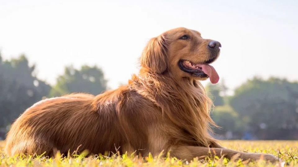 Golden Retriever: Η ράτσα που υπόσχεται την θεραπεία του ανθρώπινου καρκίνου