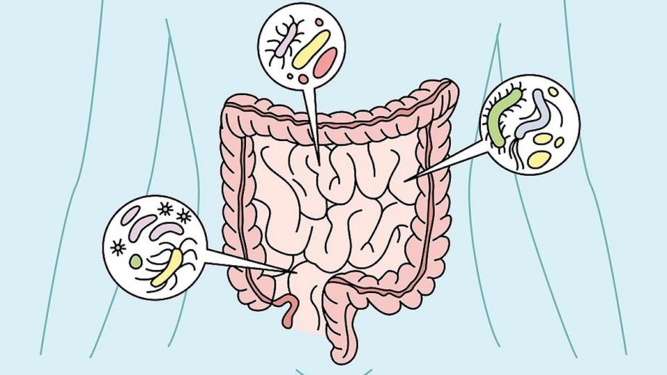 Διαταραγμένο έντερο, ποια τα σημάδια; Τι μπορείτε να κάνετε