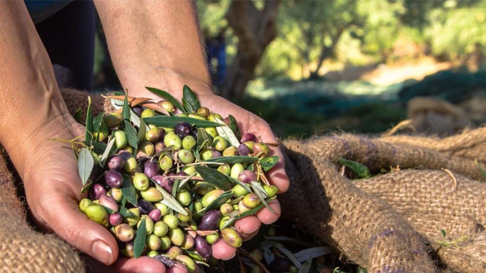 Συγκομιδή Ελιάς: Olives & Joy retreat στην Άνδρο