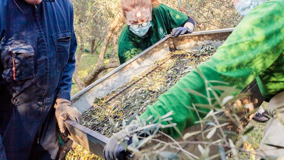 Οι δύο αδελφές από τον Άσσο Κορινθίας παράγουν limited edition μονοποικιλιακό ελαιόλαδο