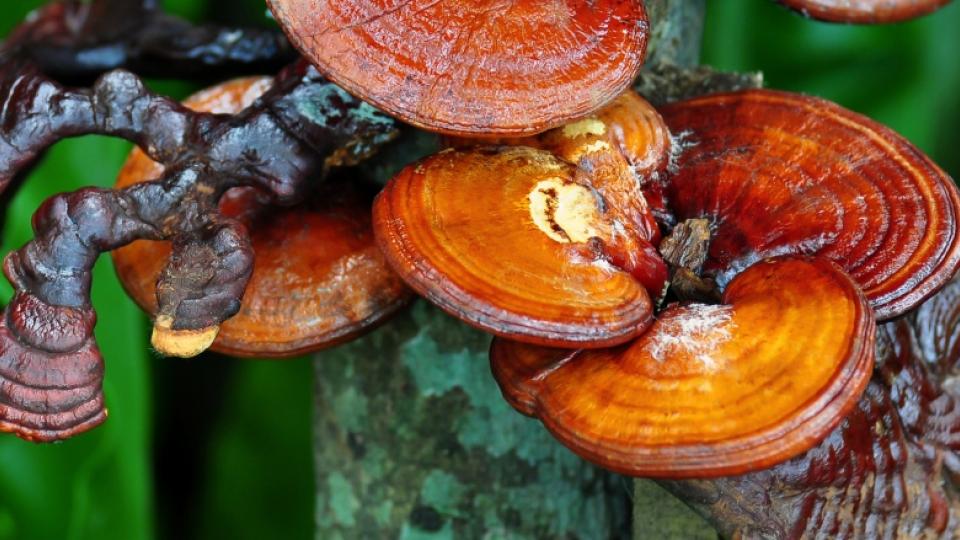 Μανιτάρια reishi, οφέλη, δοσολογία, παρενέργειες