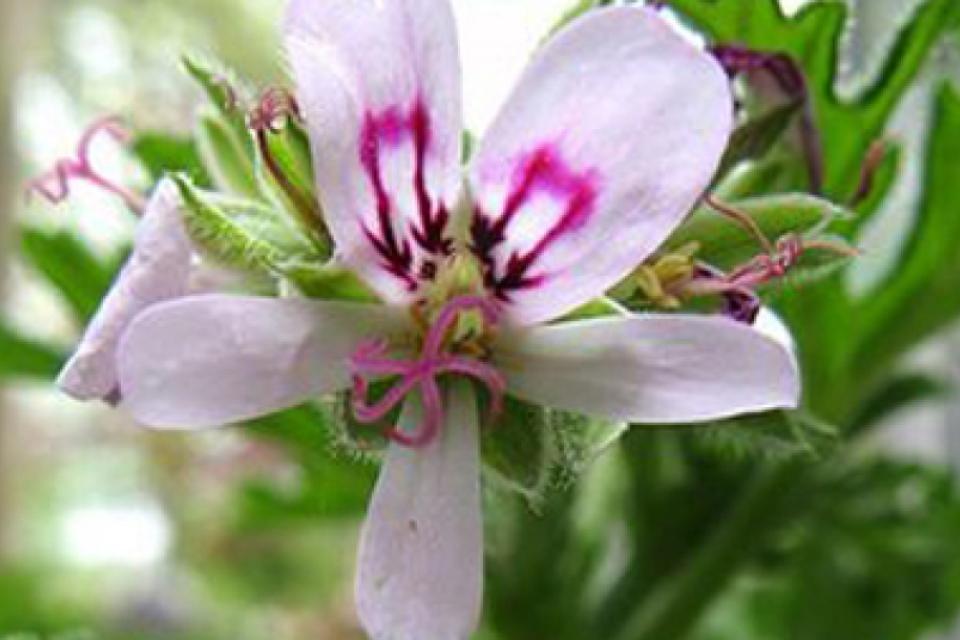 Λουΐζα (Aloizia Ή Lippia Citriodora). Δείτε Γιατί Είναι Ανάρπαστη Στη Μαγειρική!