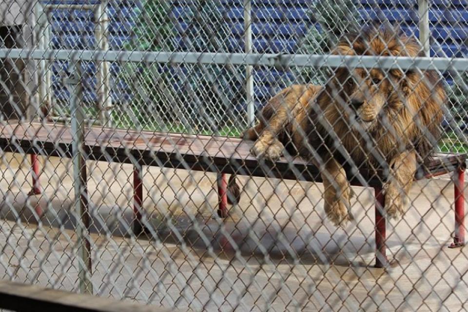 Πώς Φτάσαμε Στο Τέλος Των Ζωολογικών Κήπων