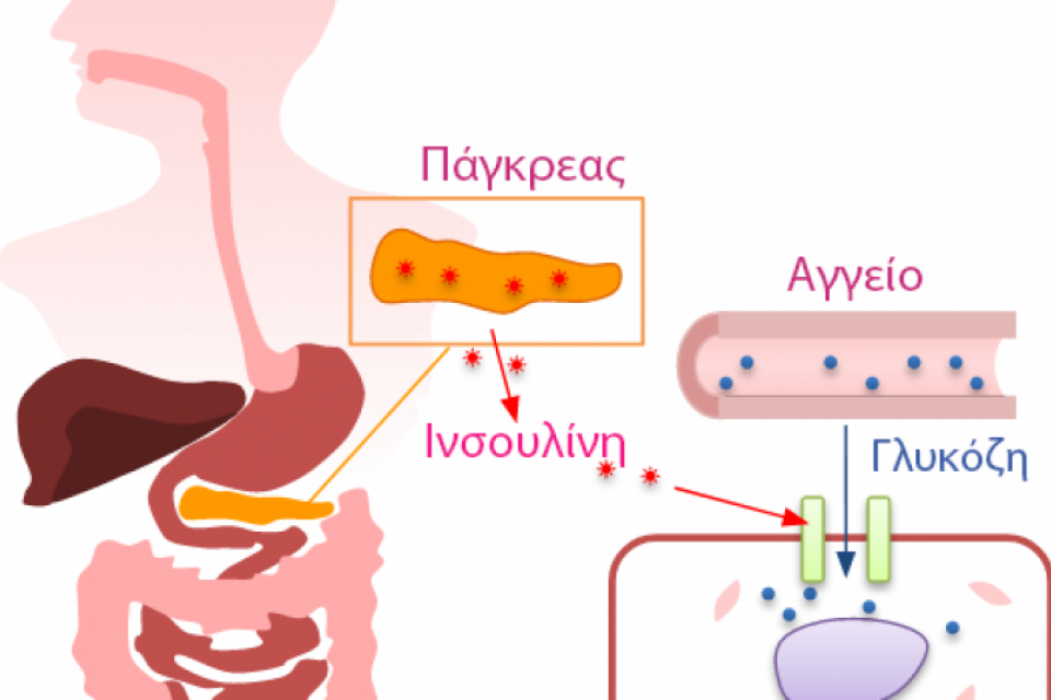 Ινσουλίνη: Το Κλειδί Της Υγείας Και Της Μακροζωίας