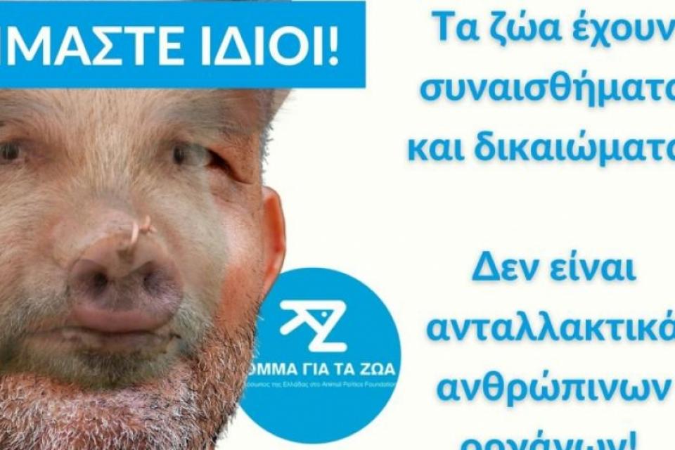 Οι Φιλόζωοι Κατά Της "Κατασκευής" Ζώων Για Τις Μεταμοσχεύσεις Σε Ανθρώπους