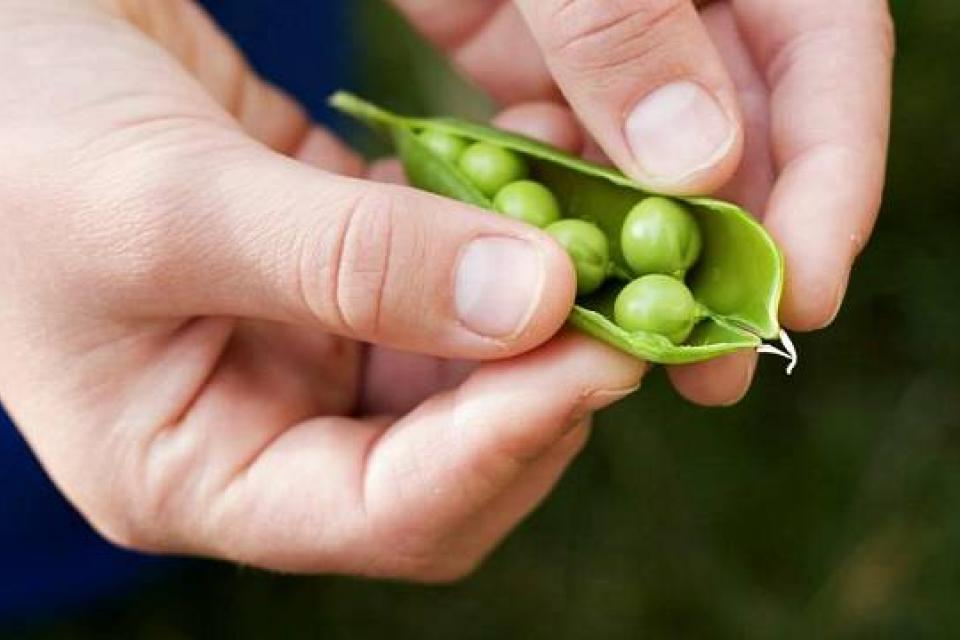 Δημιουργία μπιζελιών με αυξημένο σίδηρο θα λύσει το πρόβλημα της ανεπάρκειας παγκοσμίως