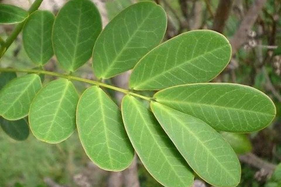 Η κασσία η Αλεξανδρινή, ένα φυσικό καθαρτικό