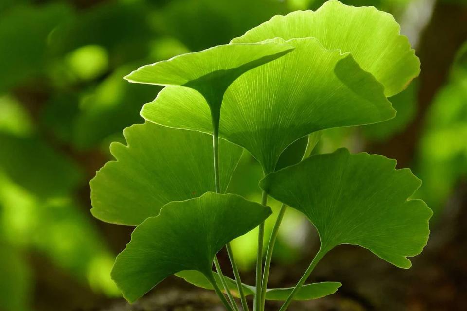 GINKGO BILOBA, ΟΦΕΛΗ, ΑΣΦΑΛΕΙΑ ΚΑΙ ΔΟΣΟΛΟΓΙΑ