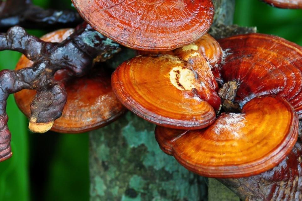 Μανιτάρια reishi, οφέλη, δοσολογία, παρενέργειες