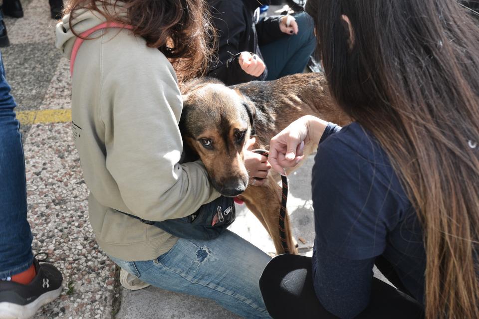 14η Ημέρα Υιοθεσίας των Pet City, μια σπουδαία δράση